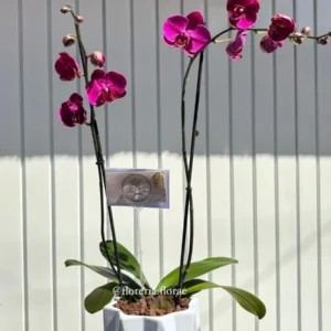 orquidea florae