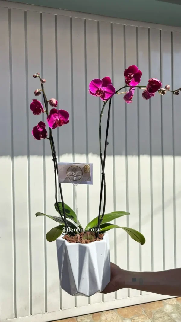 orquidea florae