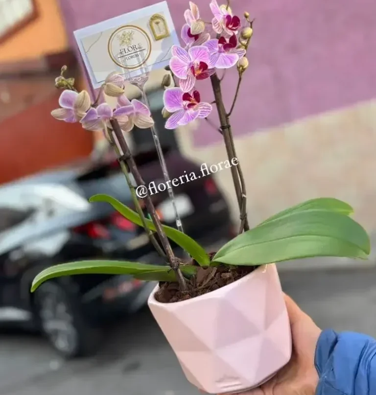 mini orquidea