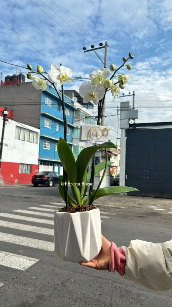 orquidea blanca