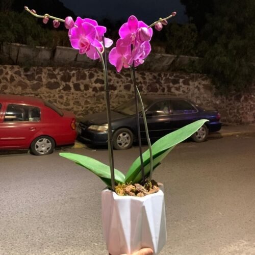 orquídea phalaenopsis