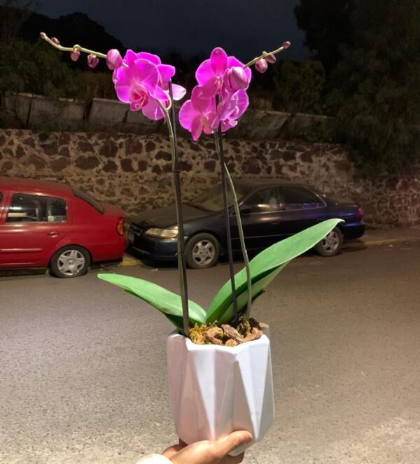 orquídea phalaenopsis