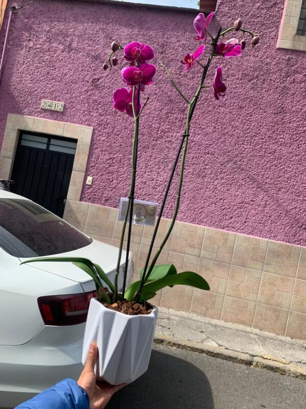 orquidea morada