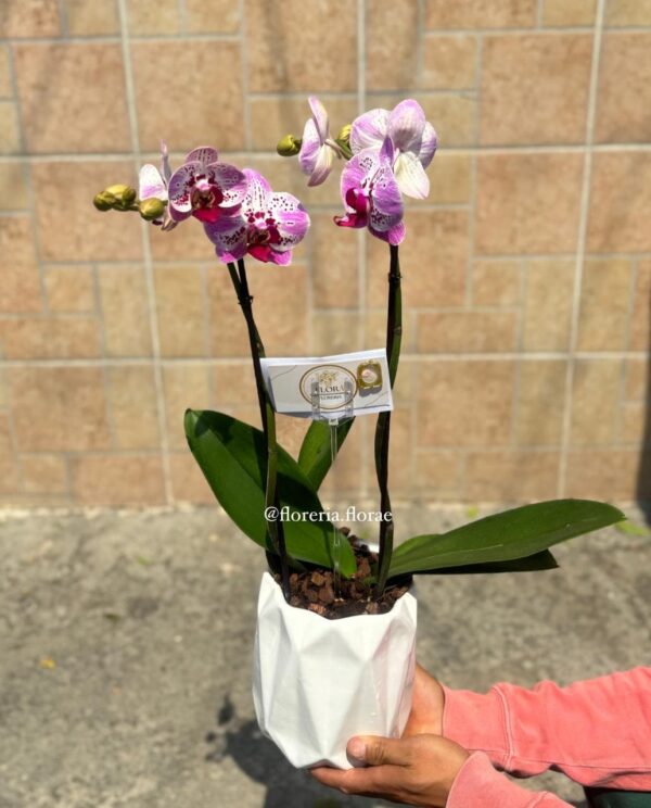 orquidea blanca con manchas moradas