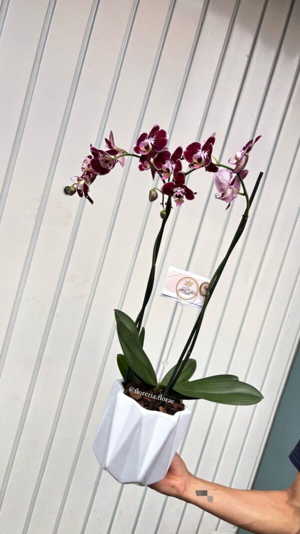 orquídea phalaenopsis pinta