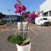 mini orquidea morada