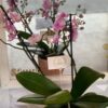 mini orquidea rosa