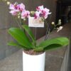mini orquidea