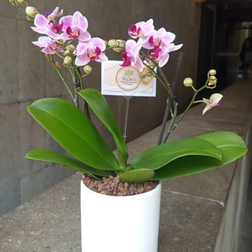 mini orquidea