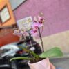 mini orquidea rosa centro lila