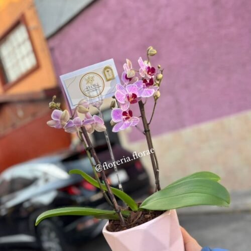 mini orquidea rosa centro lila