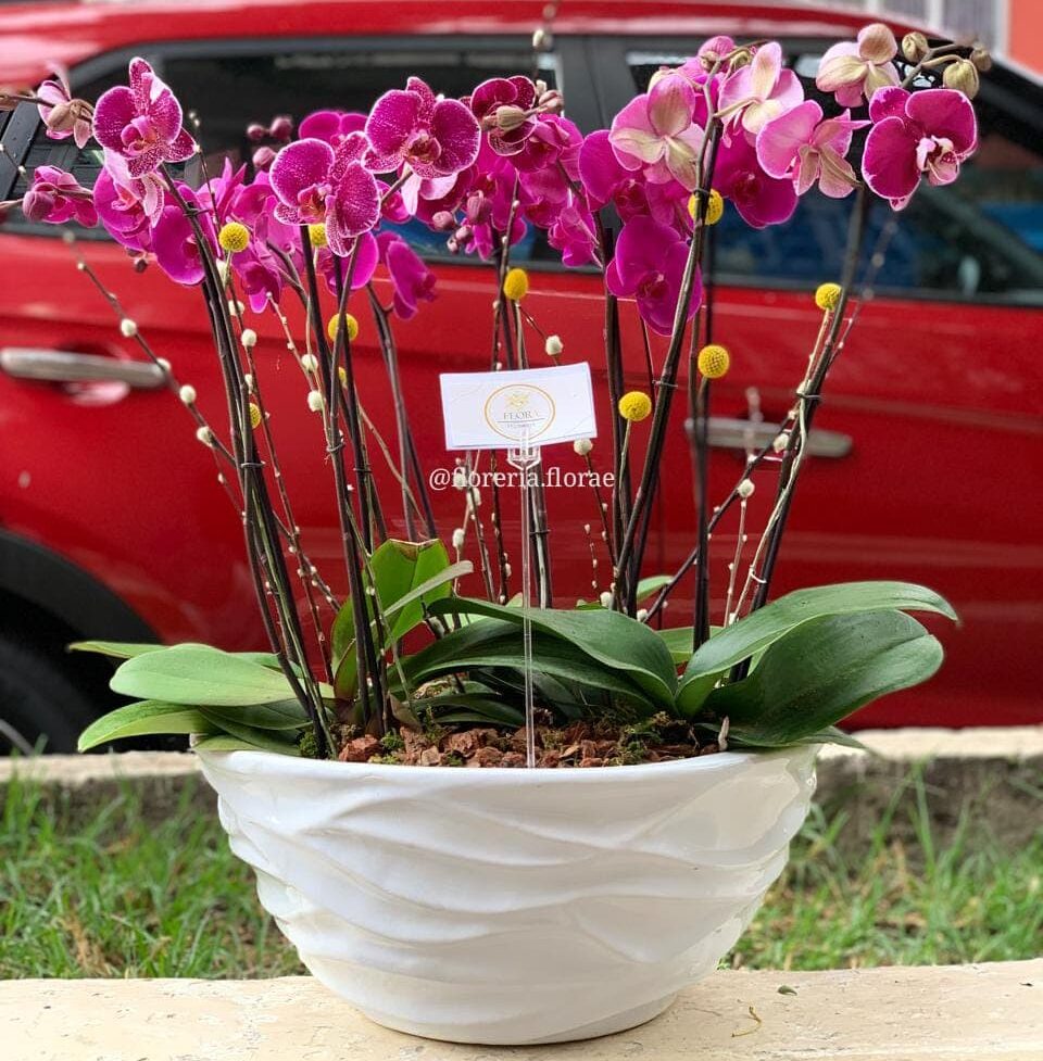 maceta gigante con orquideas