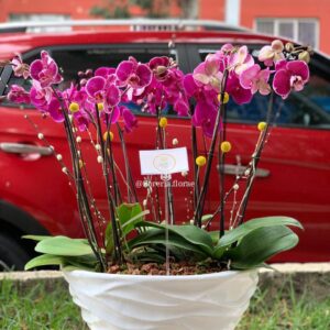maceta de orquideas