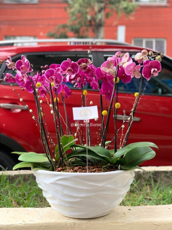 maceta de orquideas