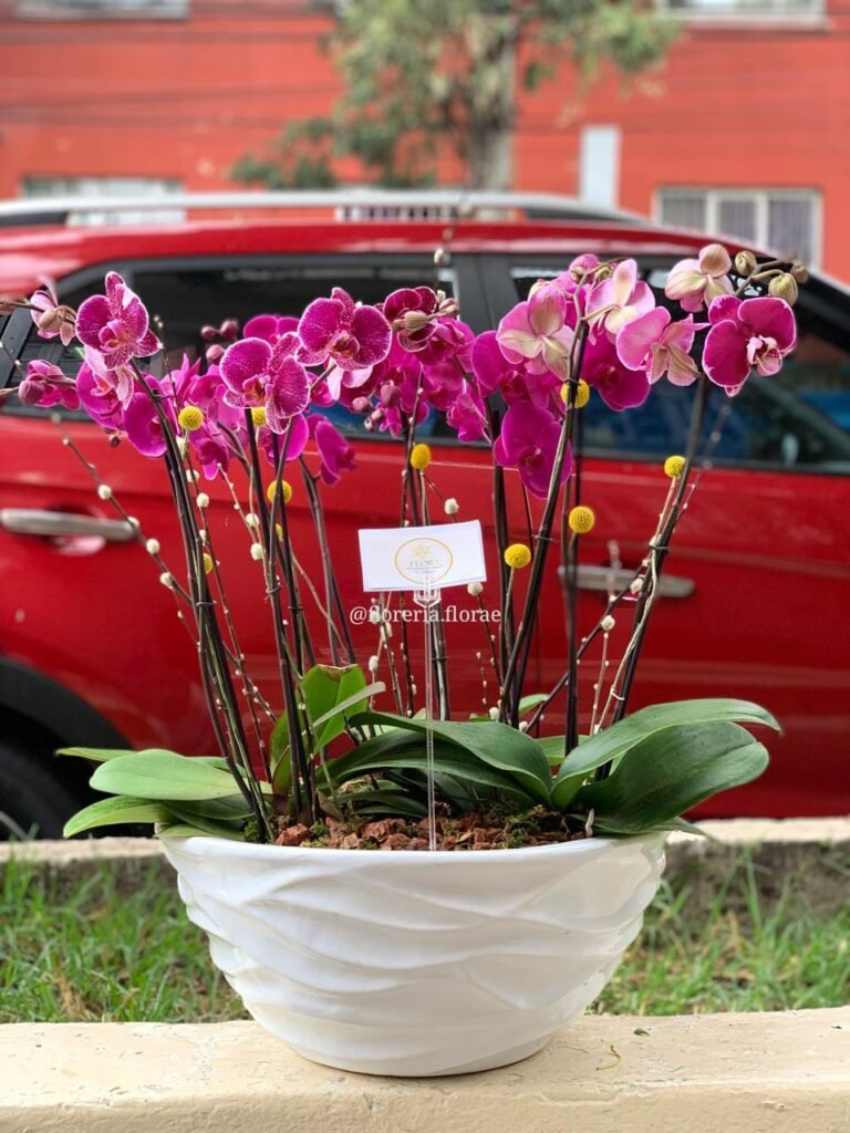 maceta de orquideas