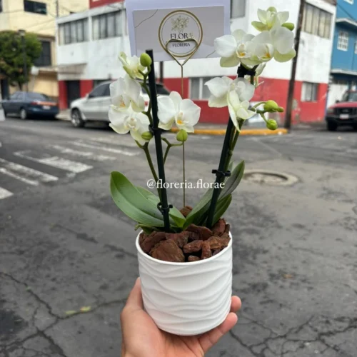 Planta de orquídea mini blanca de 2 varas en maceta decorativa con follaje.