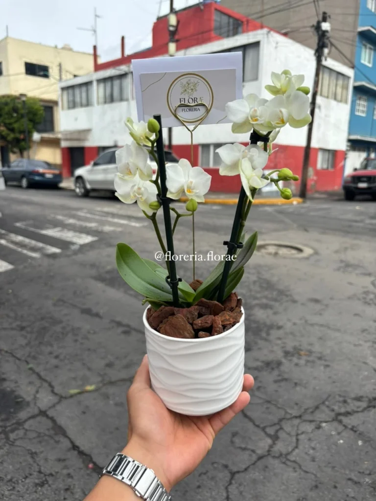 Planta de orquídea mini blanca de 2 varas en maceta decorativa con follaje.