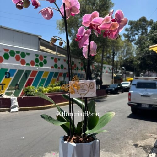 Orquideas