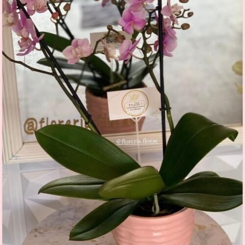 MINI ORQUIDEA
